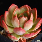 글램핑크 2 다육식물