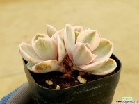 웨스트레인보우 29-420 다육식물