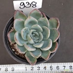 0820-938 다육식물