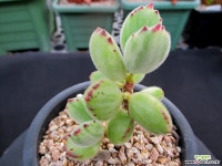 웅동자금 8-530 다육금