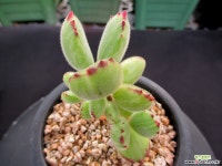 웅동자금 8-530 다육금