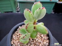 웅동자금 8-530 다육금