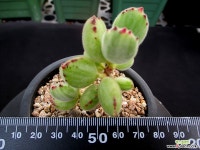 웅동자금 8-530 다육금