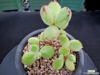 웅동자금 8-531 다육금