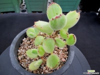 웅동자금 8-531 다육금