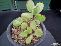 웅동자금 8-531 다육금