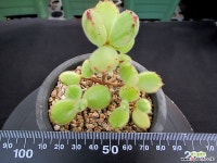 웅동자금 8-531 다육금