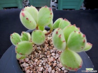 웅동자금 8-532 다육금