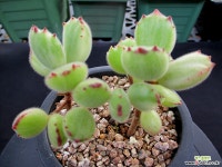 웅동자금 8-532 다육금