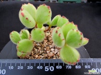 웅동자금 8-532 다육금