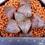 하월시아 러브스플렌덴스  고급종입니다 하월시아