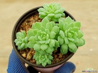 데로사 31-149 다육식물