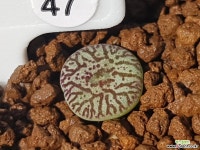 rr714 실생 47 리톱스/메셈