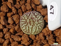 rr714 실생 47 리톱스/메셈