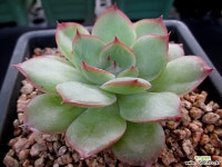 샤론 8-567 다육식물