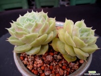 온슬로우 8-650 다육식물