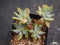 SP (6두한몸묵은둥이) X082707 다육식물