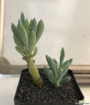 돌고래_x23(190831) 다육식물