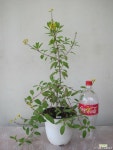 긴꾸따루,중대품1-271,동일품배송(화분17cm) 야생화