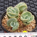 러블리로즈 다육식물