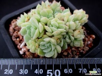 산체스마요라떼 9-64 다육식물