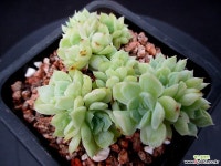 산체스마요라떼 9-65 다육식물