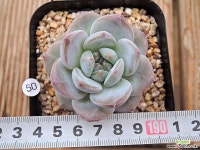 일본성영 (50) 다육식물