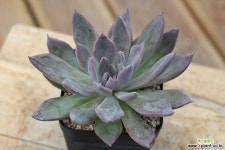 알피니스그레이 08-409 다육식물