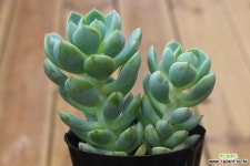 군월관 29 다육식물