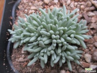 별의눈물 0402 다육식물