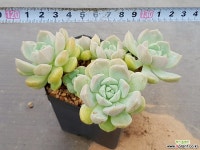 실생 3-306 다육식물