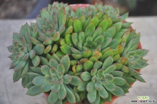 메비나(S040) 다육식물