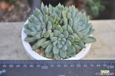 토리마넨시스(S049) 다육식물