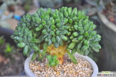 천대전송철화(S051) 다육철화