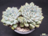 세토사-8801 다육철화