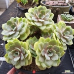 기차길옆다육이