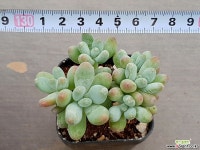 애플미인 4-454 다육식물