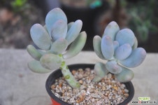 홍미인 다육식물