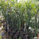 [전국농원] 비파나무 (키1m) 화분묘 묘목