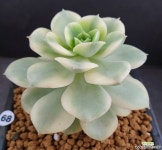 니크셔나금 다육금