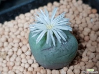 C. ficiforme 피시포르미 백화 (분채배송) 코노피튬