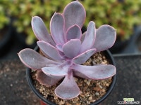 뉴헨의진주 S4299 다육식물