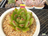 크리스마스(금번식품종)9-1943 다육식물