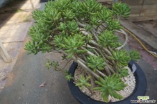 (9月)청솔大3 다육식물