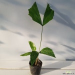 공작야자4개셋트 공기정화식물