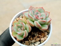 오리온 14-15 다육식물