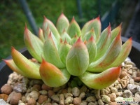 마스0923 다육식물