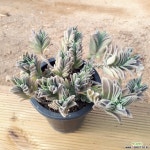 마이웨이 다육식물