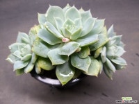 루쯔-6101 다육식물