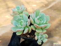 원종바닐라비스 21-146 다육식물